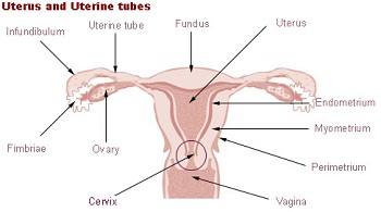 cervix position