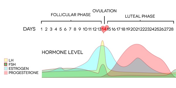 How Hormones Change During Your Menstrual Cycle