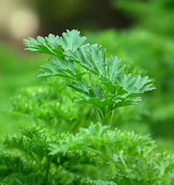 parsley for elminiating odor